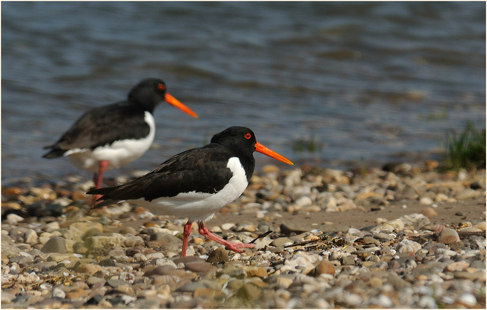 Austernfischer, Monheimer Rheinbogen Mettmann