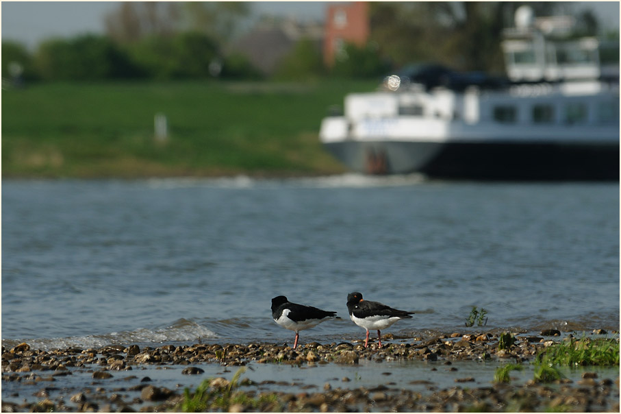 Austernfischer, Monheimer Rheinbogen Mettmann