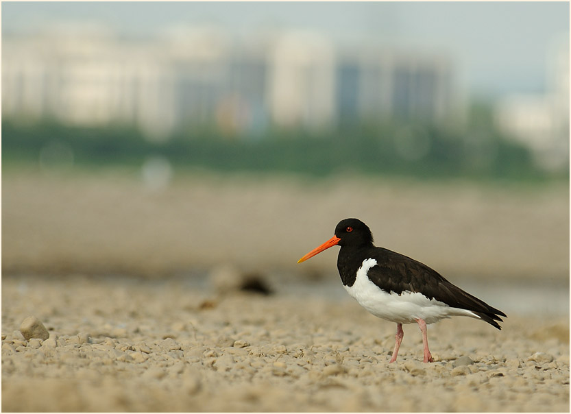 Austernfischer, Monheimer Rheinbogen Mettmann