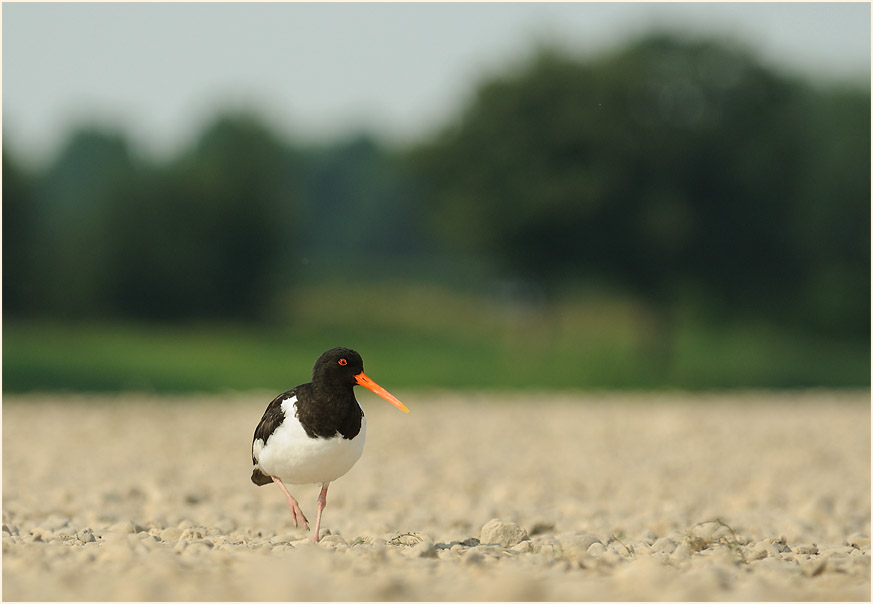 Austernfischer, Monheimer Rheinbogen Mettmann