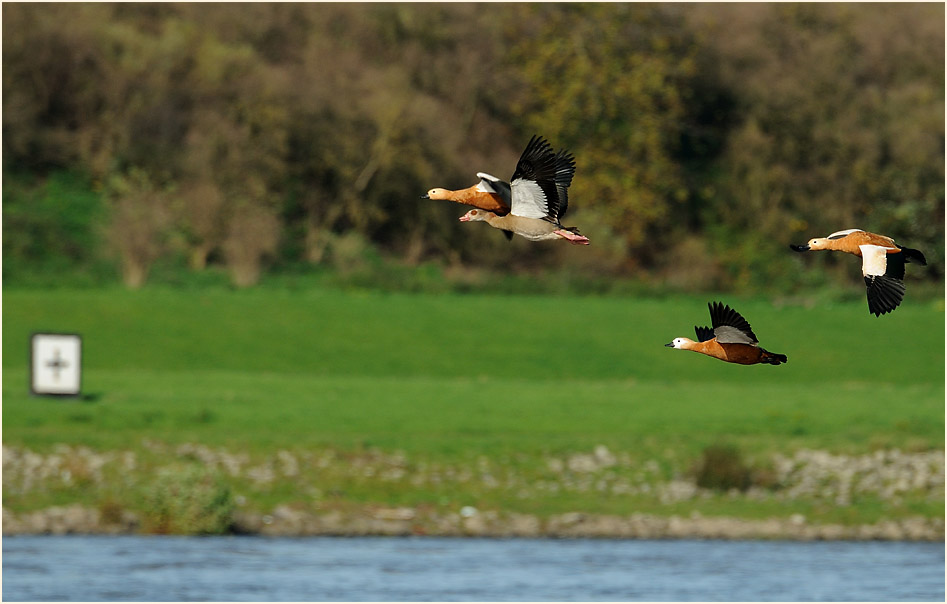 Rostgänse, Monheimer Rheinbogen Mettmann