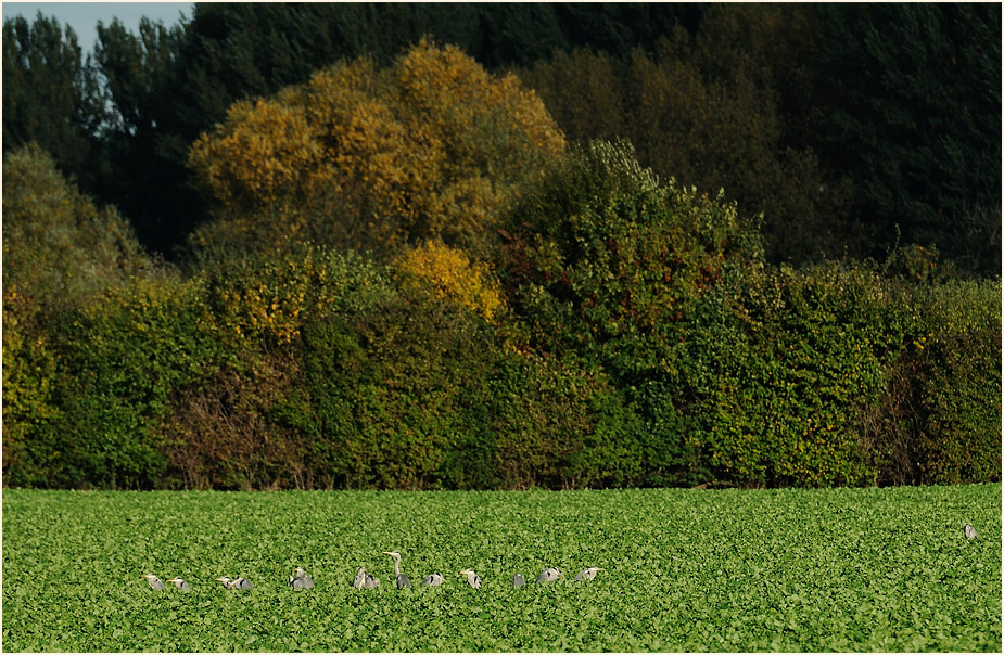 Monheimer Rheinbogen Mettmann