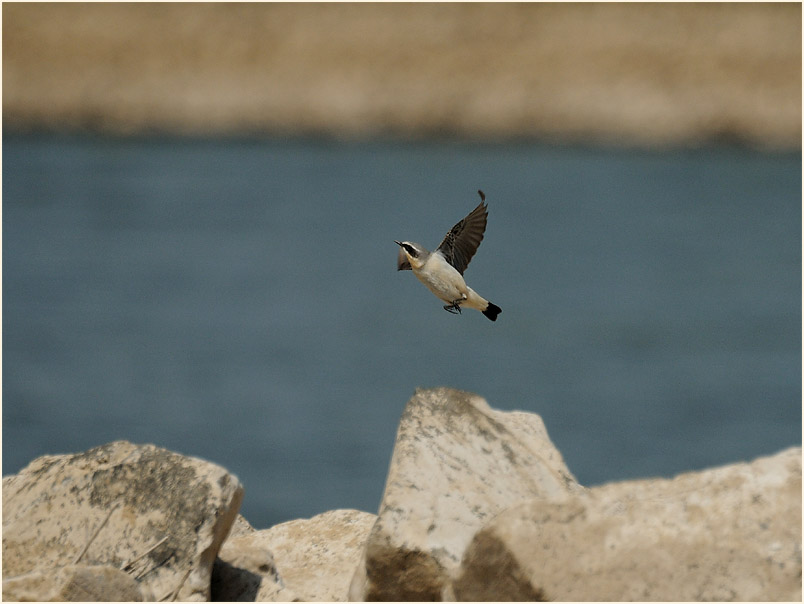 Steinschmätzer, Monheimer Rheinbogen Mettmann