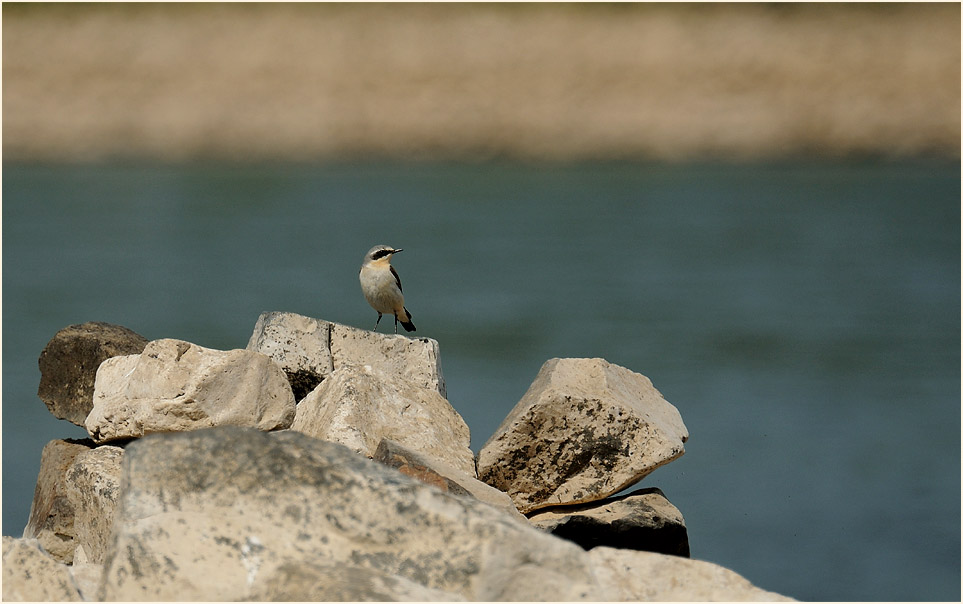 Steinschmätzer, Monheimer Rheinbogen Mettmann