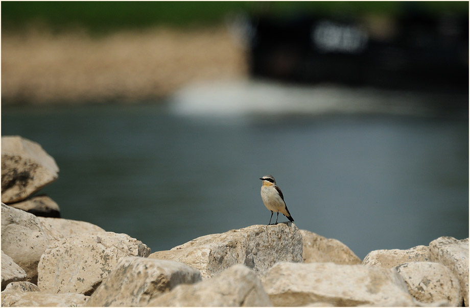 Steinschm&auml;tzer, Monheimer Rheinbogen Mettmann