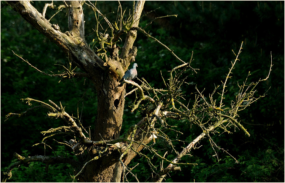 Hohltaube, Monheimer Rheinbogen Mettmann