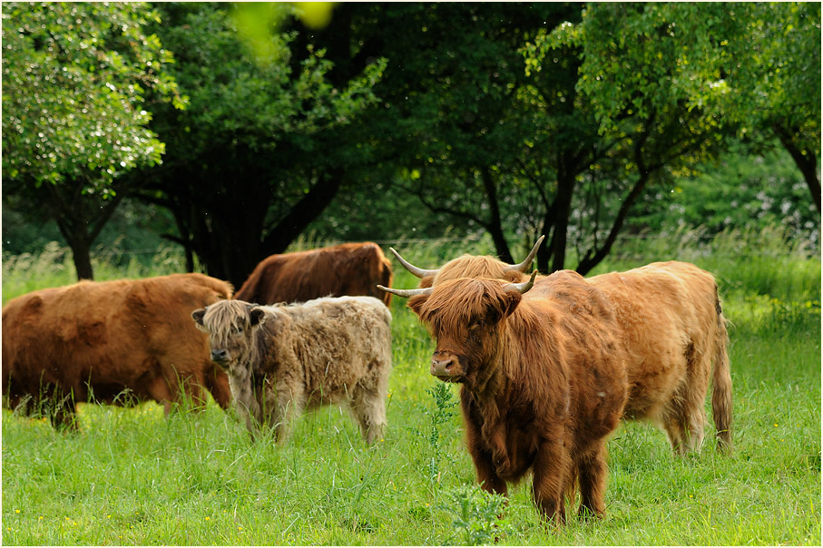 Rinder, Monheimer Rheinbogen Mettmann