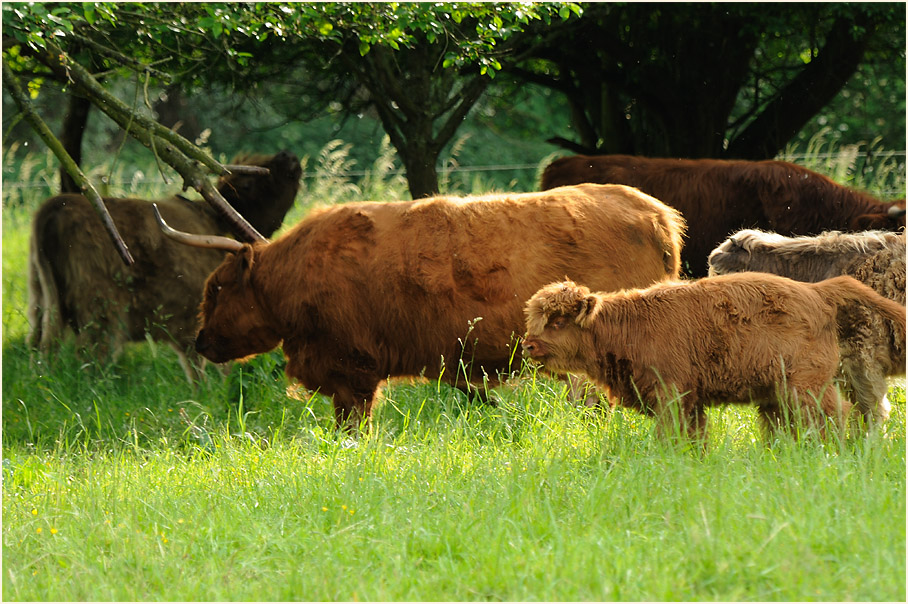 Rinder, Monheimer Rheinbogen Mettmann