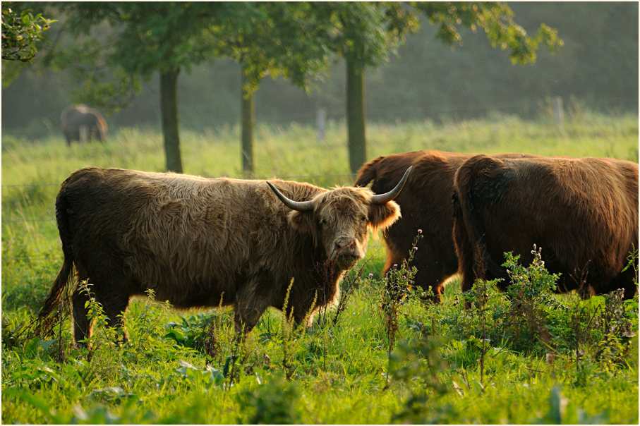 Rinder, Monheimer Rheinbogen Mettmann