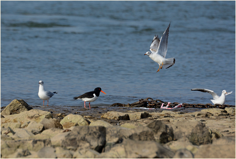 Austernfischer und Lachmöwen, Monheimer Rheinbogen Mettmann