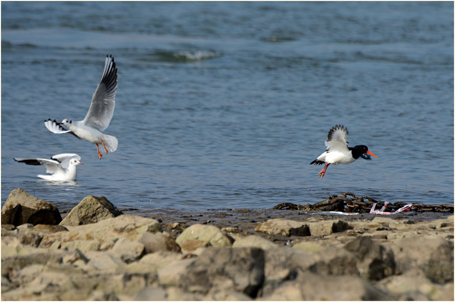 Austernfischer und Lachmöwen, Monheimer Rheinbogen Mettmann