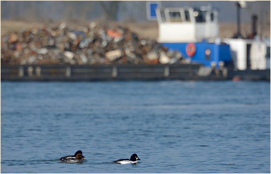 Schellenten, Monheimer Rheinbogen Mettmann