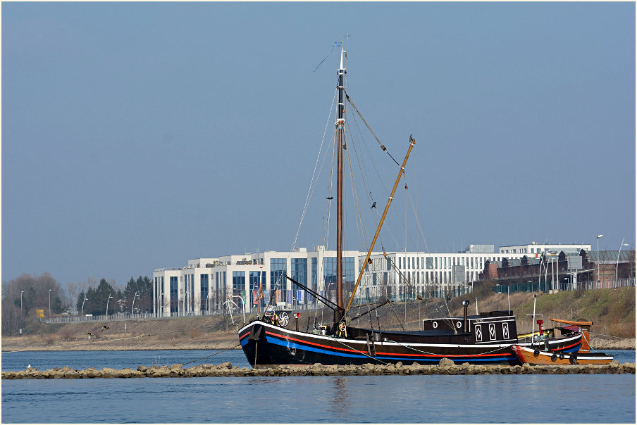 Aalschocker, Monheimer Rheinbogen Mettmann