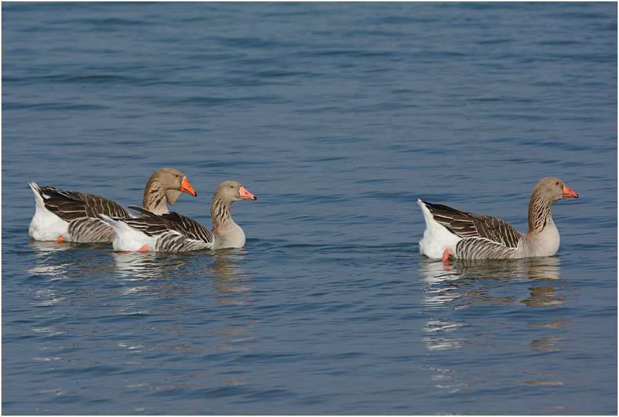 Hausg&auml;nse, Monheimer Rheinbogen Mettmann