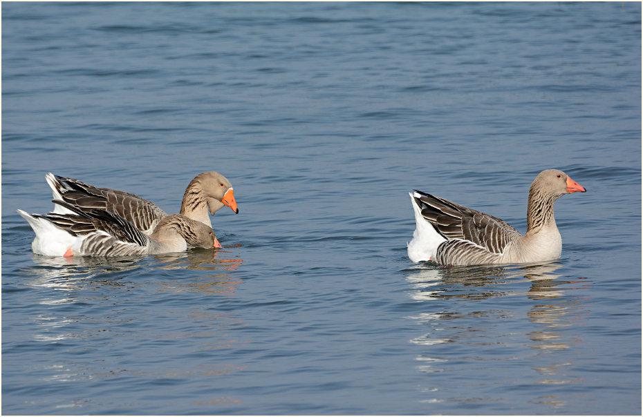 Hausgänse, Monheimer Rheinbogen Mettmann