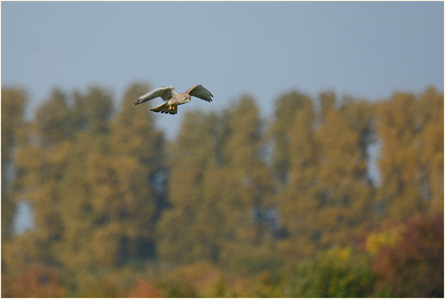 Turmfalke, Monheimer Rheinbogen Mettmann