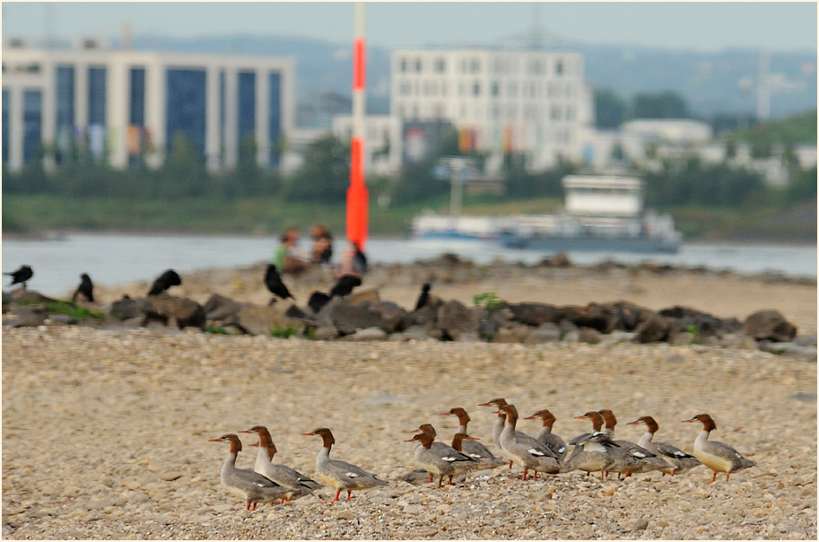 Monheimer Rheinbogen Mettmann