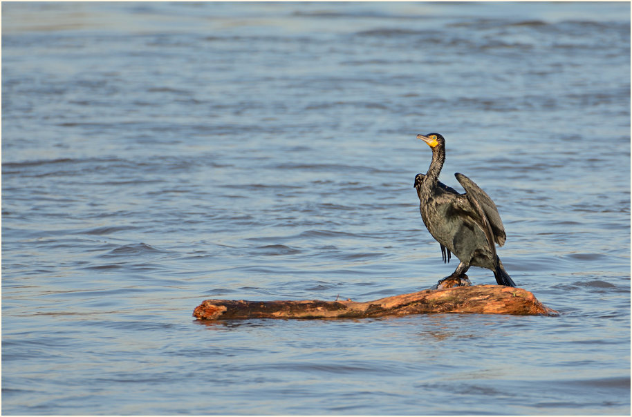 Kormoran, Monheimer Rheinbogen Mettmann