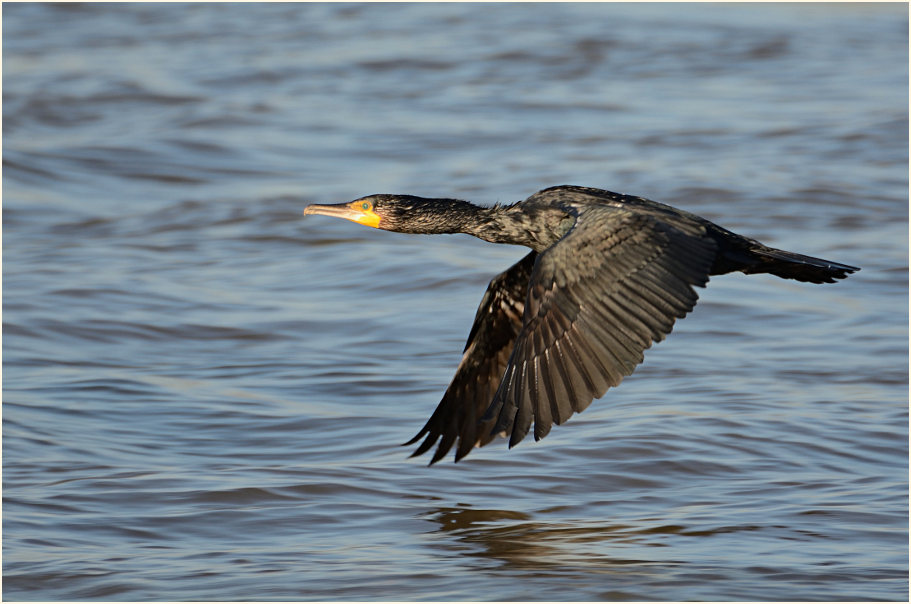 Kormoran, Monheimer Rheinbogen Mettmann