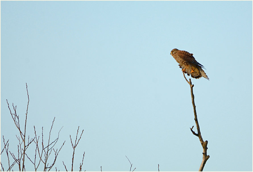 Turmfalke, Monheimer Rheinbogen Mettmann