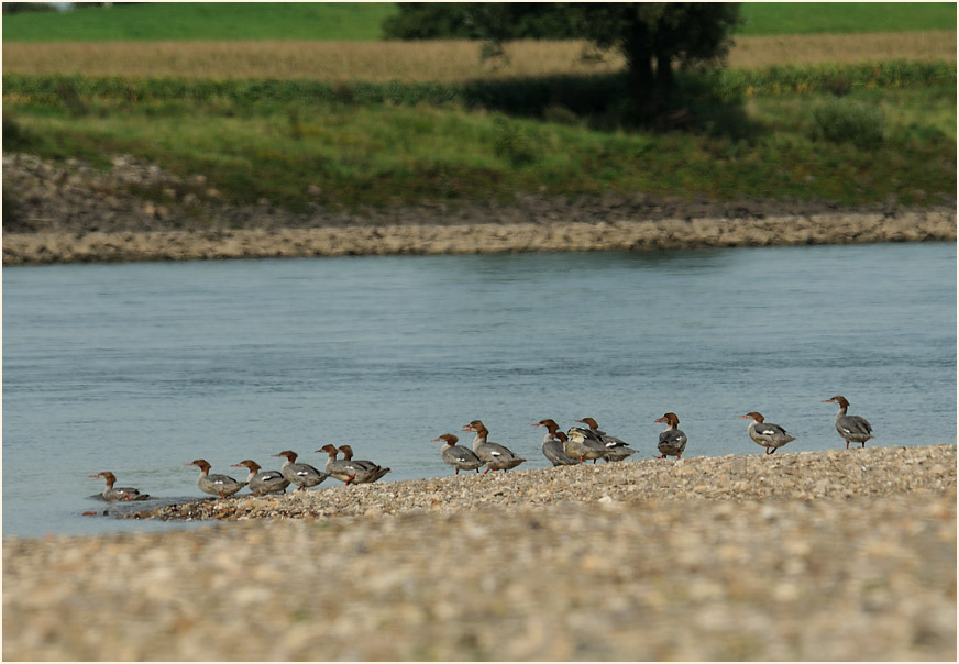 Monheimer Rheinbogen Mettmann