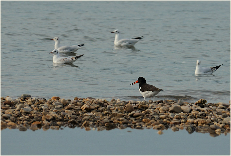 Monheimer Rheinbogen Mettmann