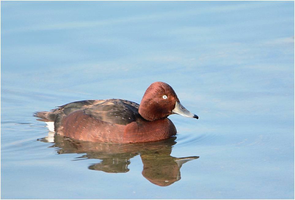 Moorente (Aythya nyroca)