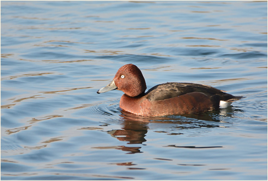 Moorente (Aythya nyroca)