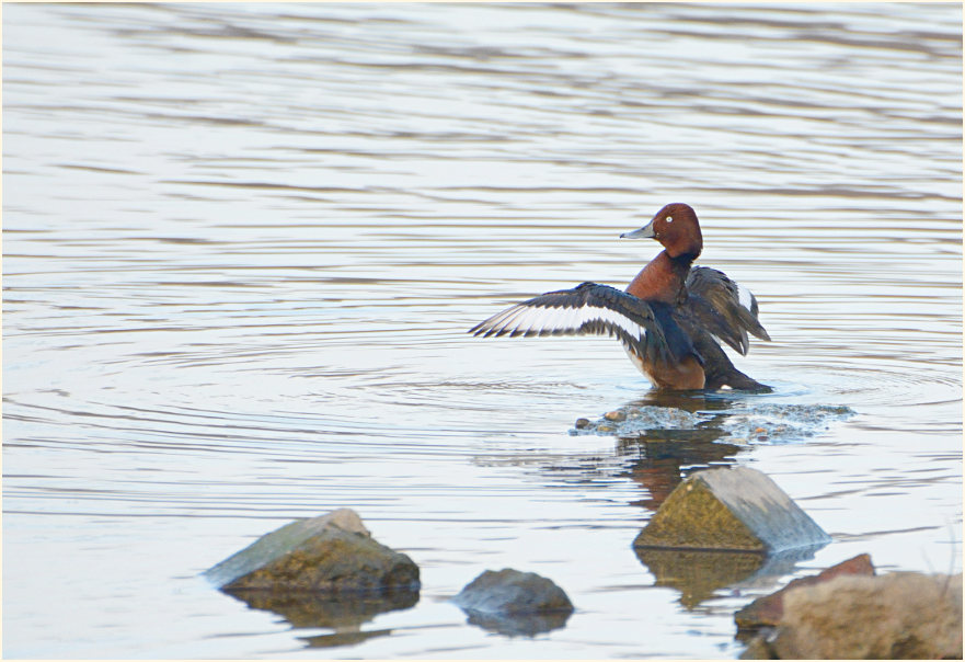 Moorente (Aythya nyroca)