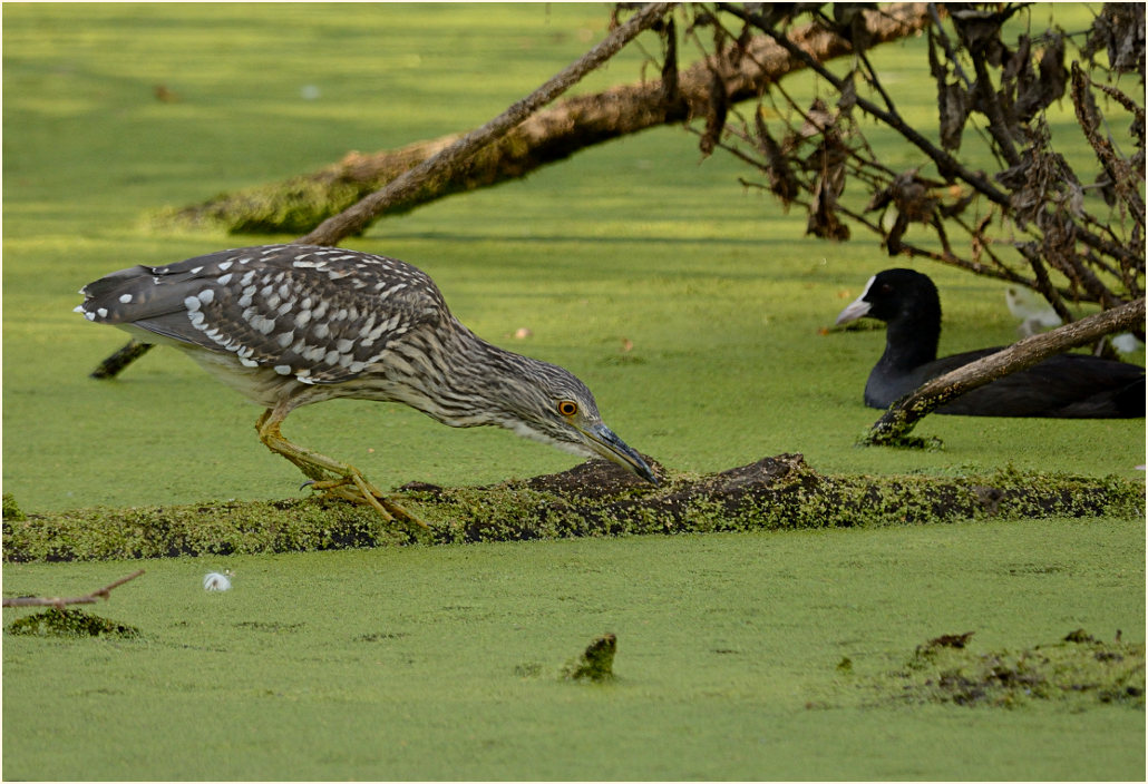 Nachtreiher (Nycticorax nycticorax)