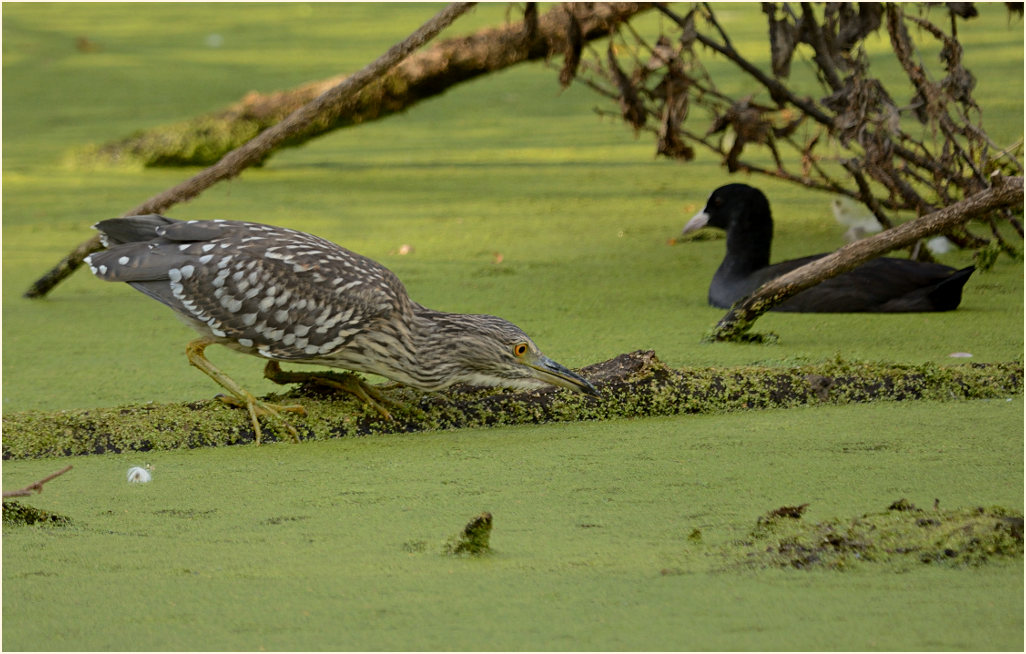 Nachtreiher (Nycticorax nycticorax)