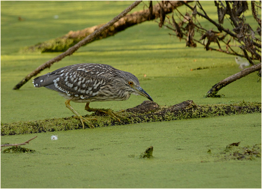 Nachtreiher (Nycticorax nycticorax)