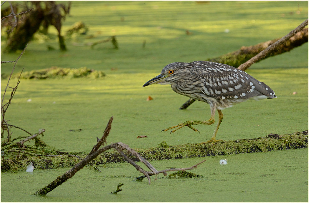 Nachtreiher (Nycticorax nycticorax)