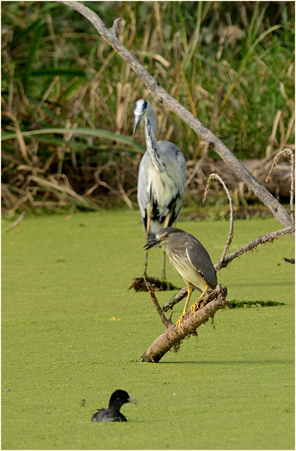 Nachtreiher (Nycticorax nycticorax)