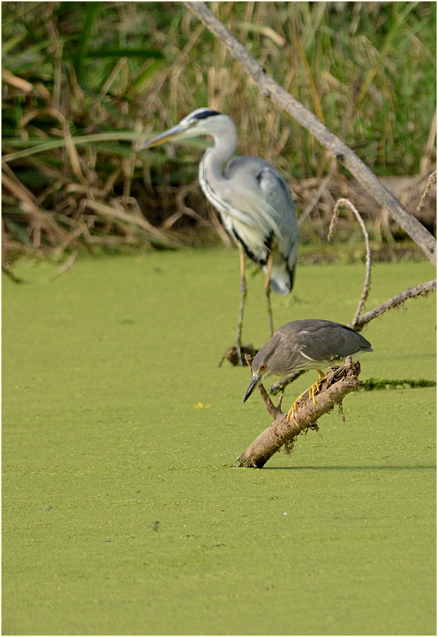 Nachtreiher (Nycticorax nycticorax)