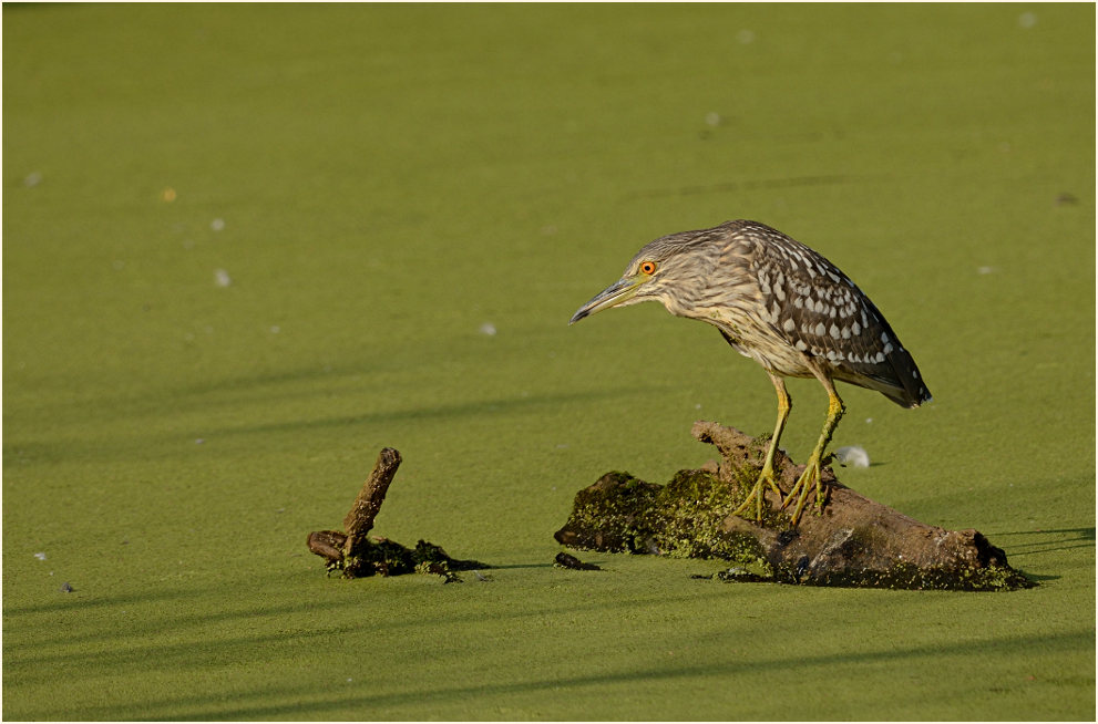 Nachtreiher (Nycticorax nycticorax)