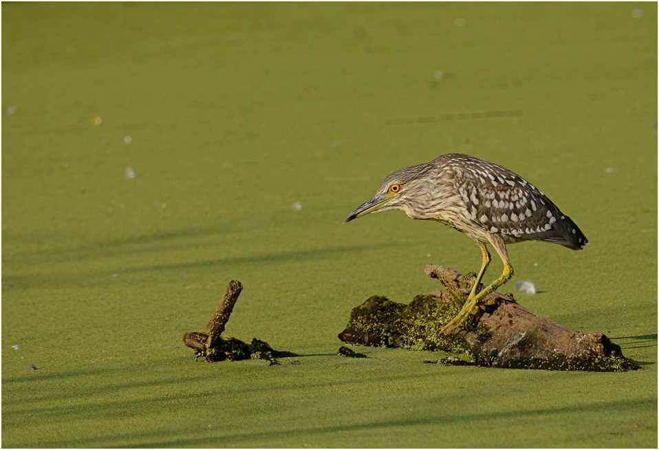 Nachtreiher (Nycticorax nycticorax)