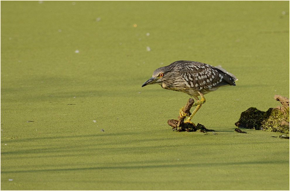 Nachtreiher (Nycticorax nycticorax)