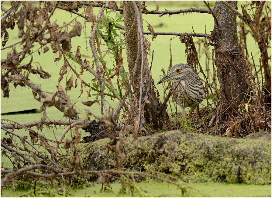  Nachtreiher (Nycticorax nycticorax)