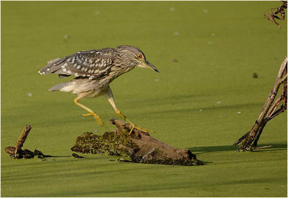 Nachtreiher (Nycticorax nycticorax)