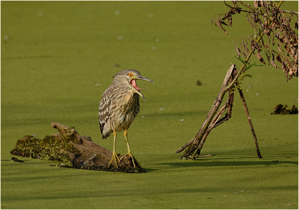 Nachtreiher (Nycticorax nycticorax)