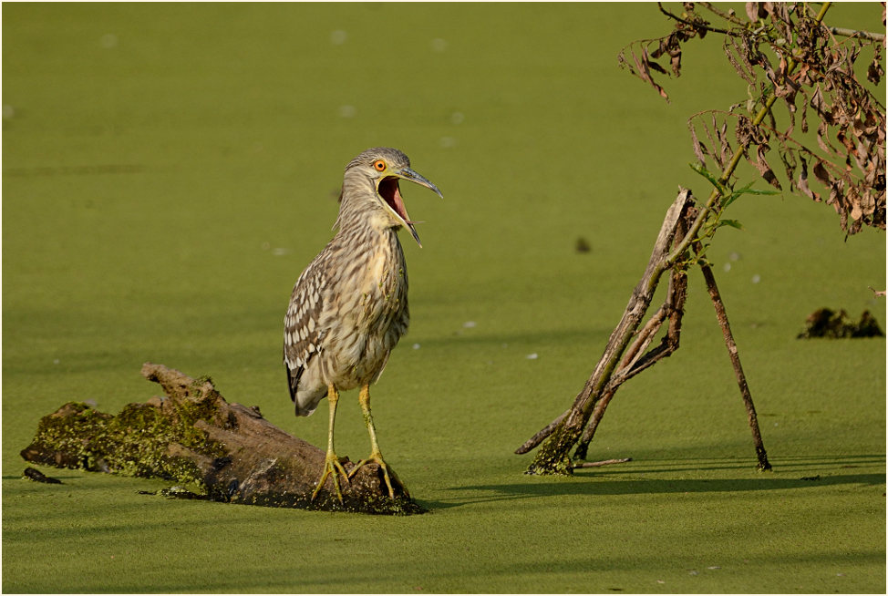 Nachtreiher (Nycticorax nycticorax)