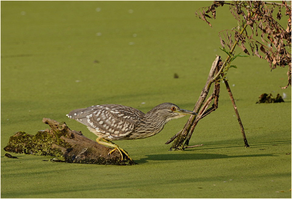 Nachtreiher (Nycticorax nycticorax)