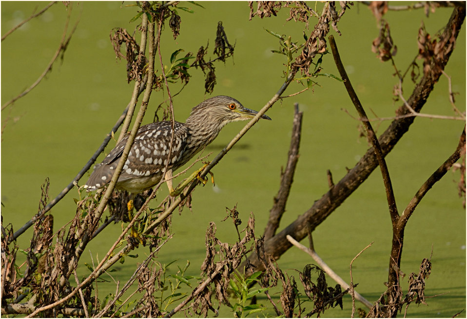 Nachtreiher (Nycticorax nycticorax)