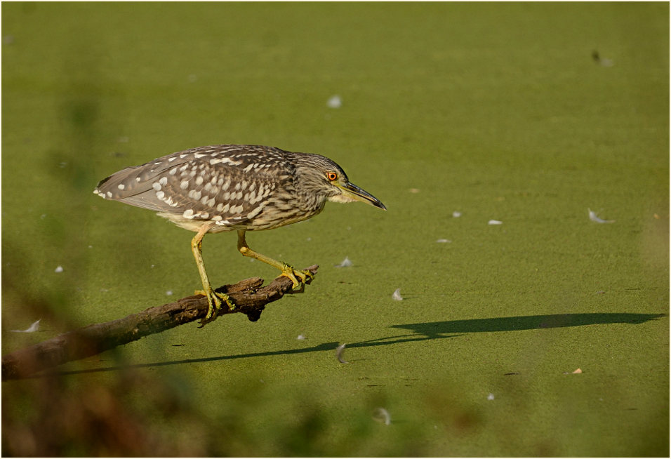 Nachtreiher (Nycticorax nycticorax)