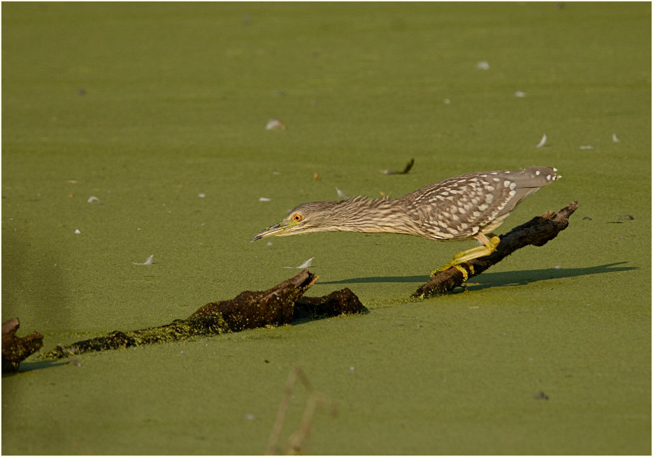 Nachtreiher (Nycticorax nycticorax)