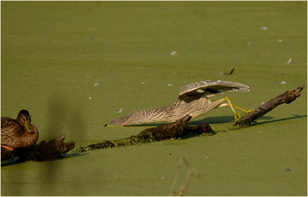 Nachtreiher (Nycticorax nycticorax)