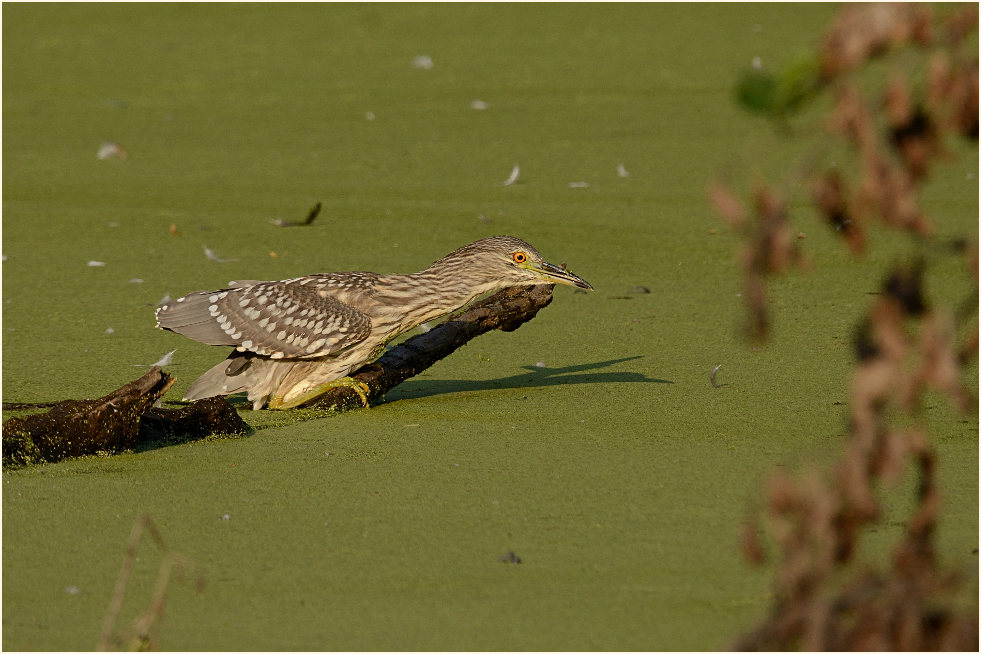 Nachtreiher (Nycticorax nycticorax)