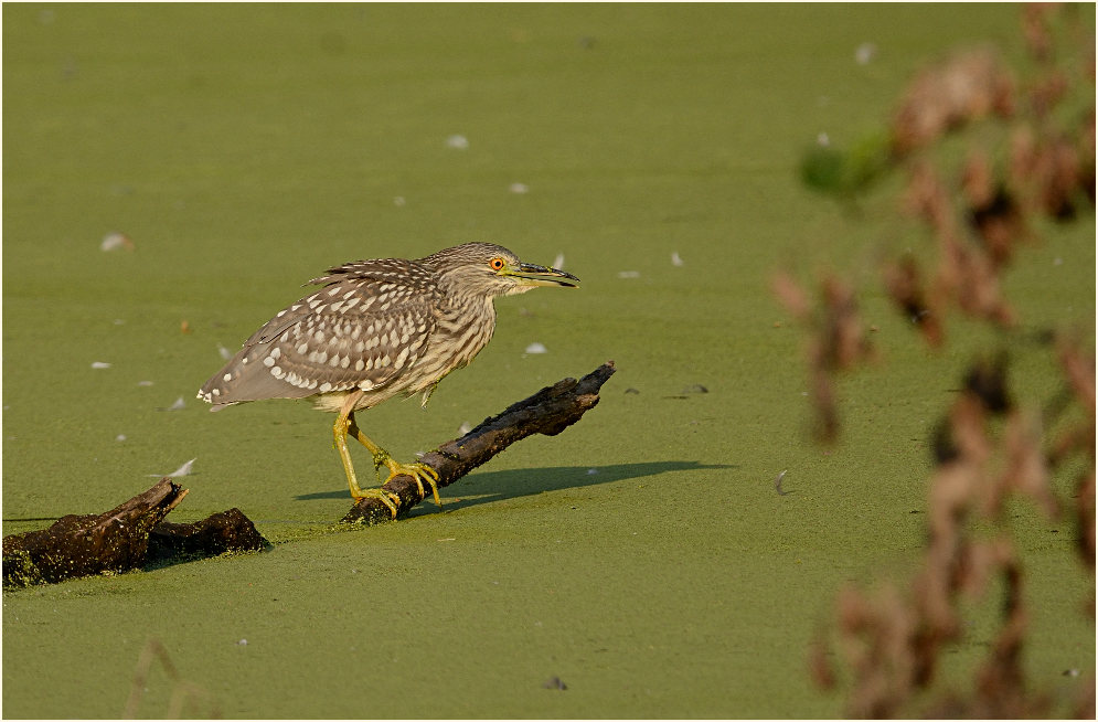 Nachtreiher (Nycticorax nycticorax)