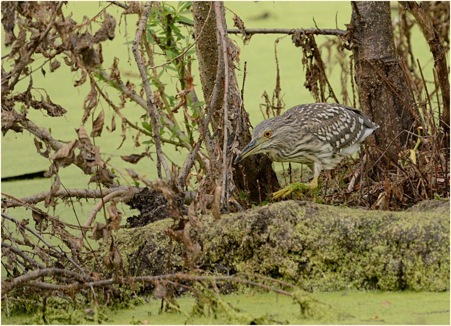  Nachtreiher (Nycticorax nycticorax)
